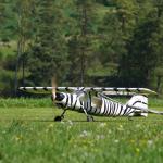 Die Do- ein Klassiker von Donier war flei&szlig;ig im Schleppeinsatz